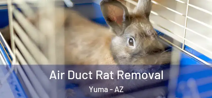  Air Duct Rat Removal Yuma - AZ