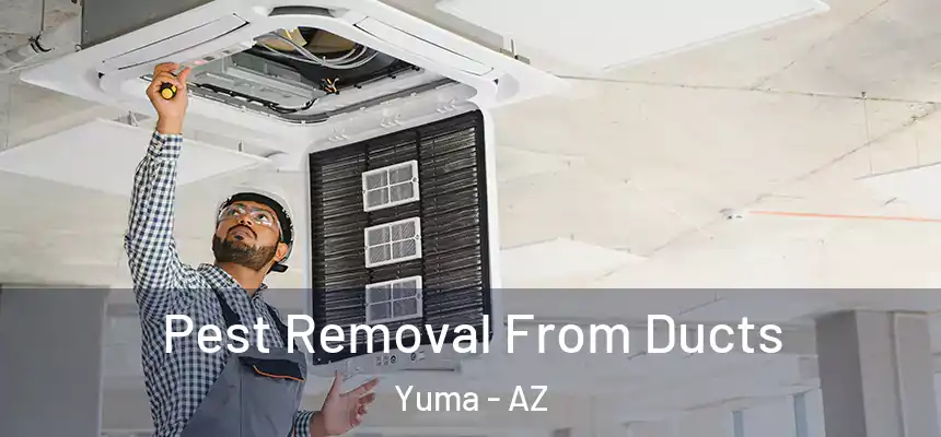 Pest Removal From Ducts Yuma - AZ